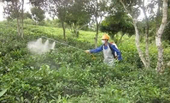 Loại quả “ngậm th:uố:c tr:ừ s:âu” nhiều nhất, có cho cũng đừng ăn
