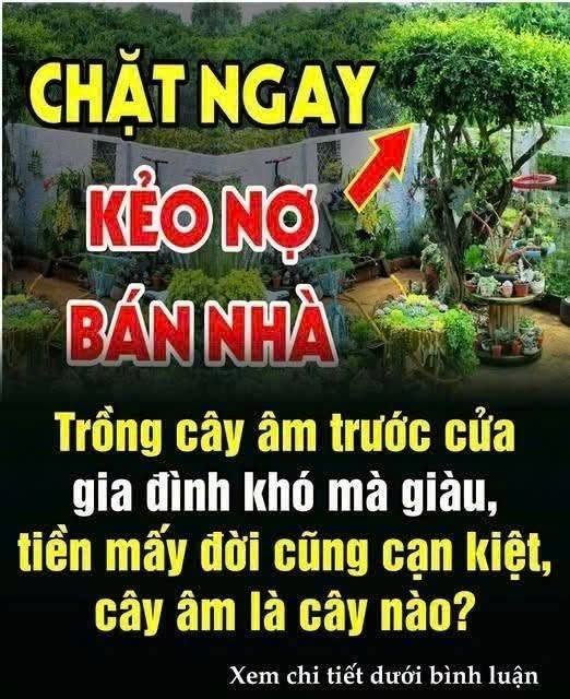 Trồng cây âm trước cửa gia đình khó mà giàu, tiền mấy đời cũng cạn kiệt..